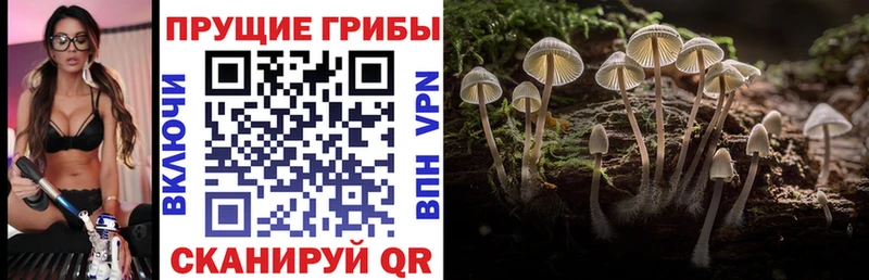 Галлюциногенные грибы ЛСД  даркнет сайт  Шарыпово 